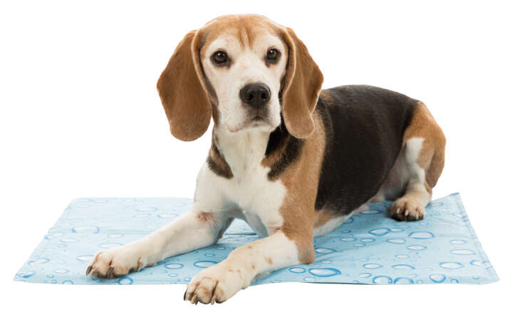 I ART PIM 56367145 2